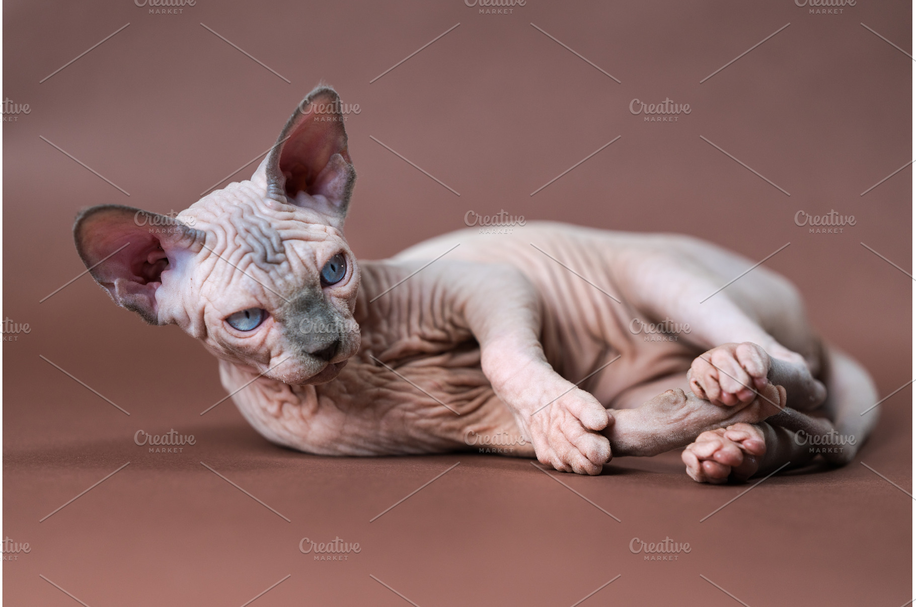 Sphinx Cat lying on brown background, an Animal Photo by Alexander-Piragis