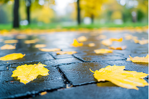 Yellow autumn leaves on wet pavement, a Nature Photo by Lermont51