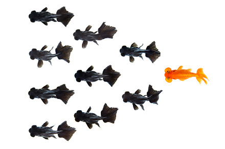 Goldfish and black goldfish group., an Animal Photo by yod67