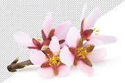 Pink almond blossoms, an Object Graphic by Fruits+Veggies (Thumbnail 2 of 9)