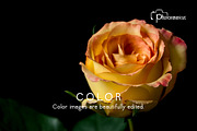 25 Color Flower Vol 1. Photos Hi Res, a Nature Photo by Artfanaticus (Thumbnail 4 of 5)