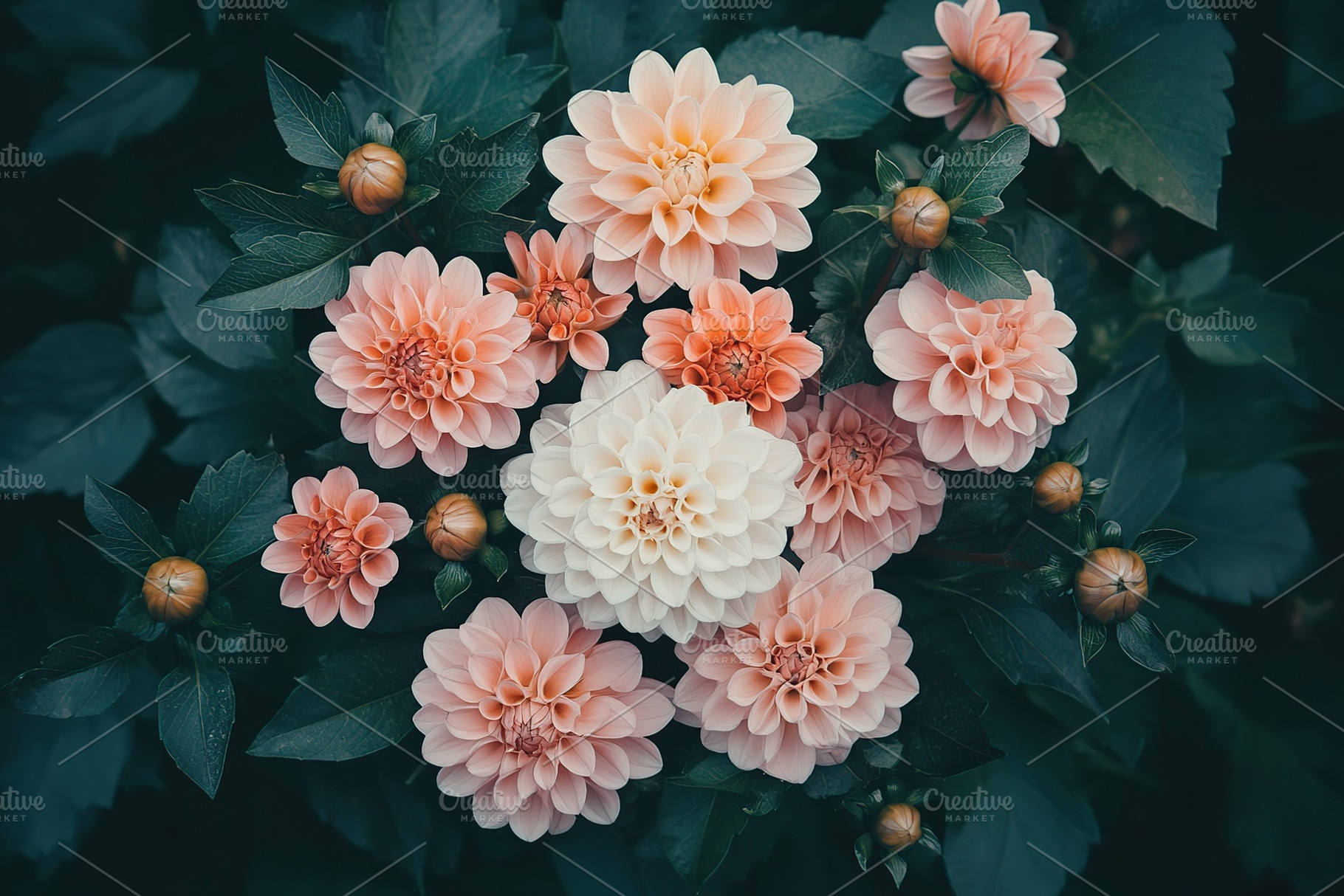 Stunning arrangement of pink, orange, and white dahlias blooming in a lush gard, a Nature Photo by AlyaAnd