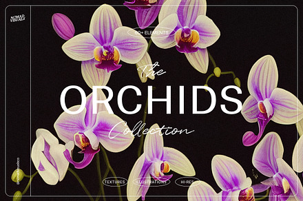Orchids, a Decorative Illustration by Nomad Visuals