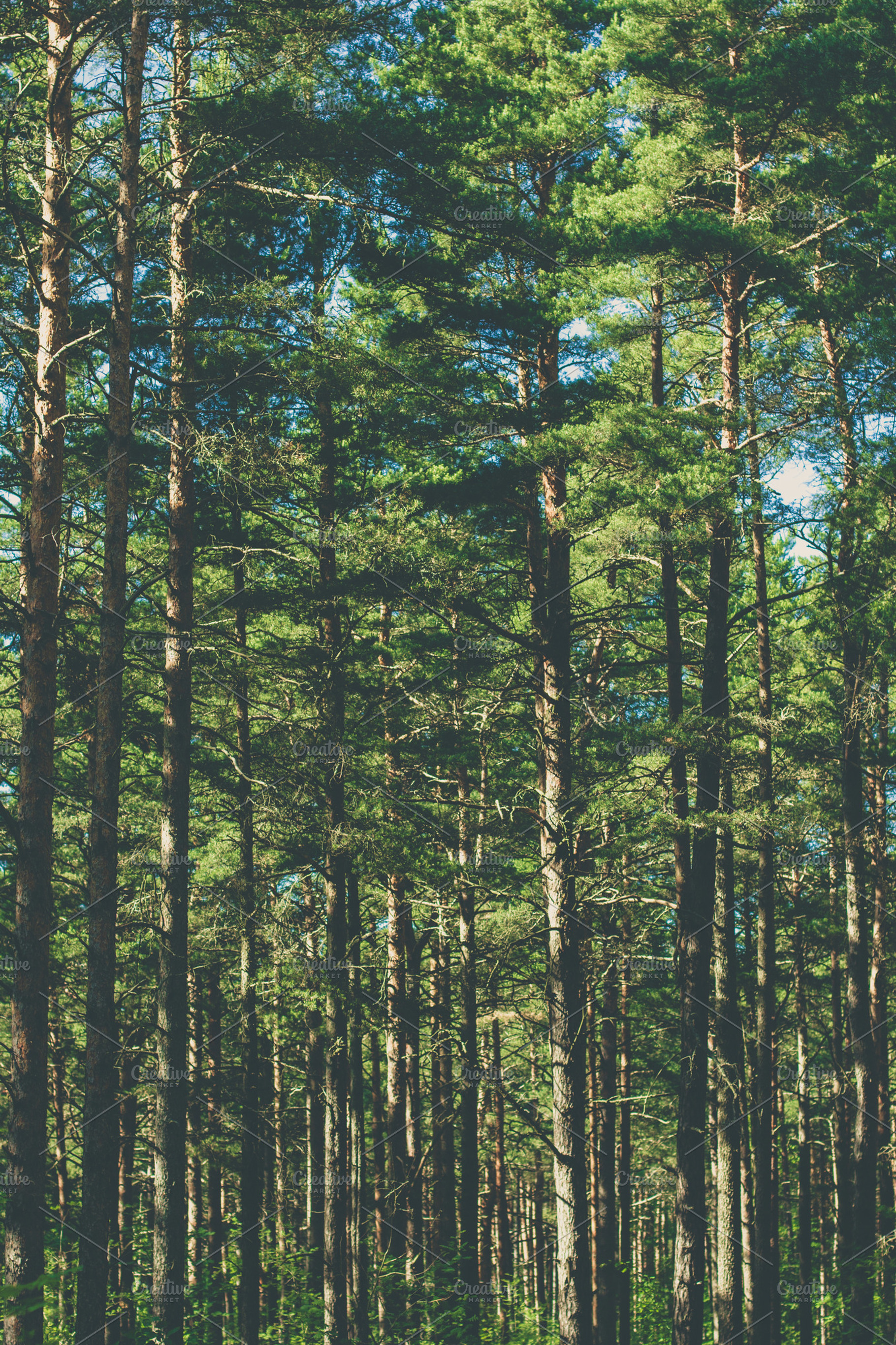Forest containing forest, wood, and woods