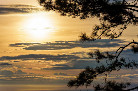 Silhouette the kesiya tree at sunris featuring silhouette, pine, and tree, a Nature Photo by yongkiet jitwattanatam
