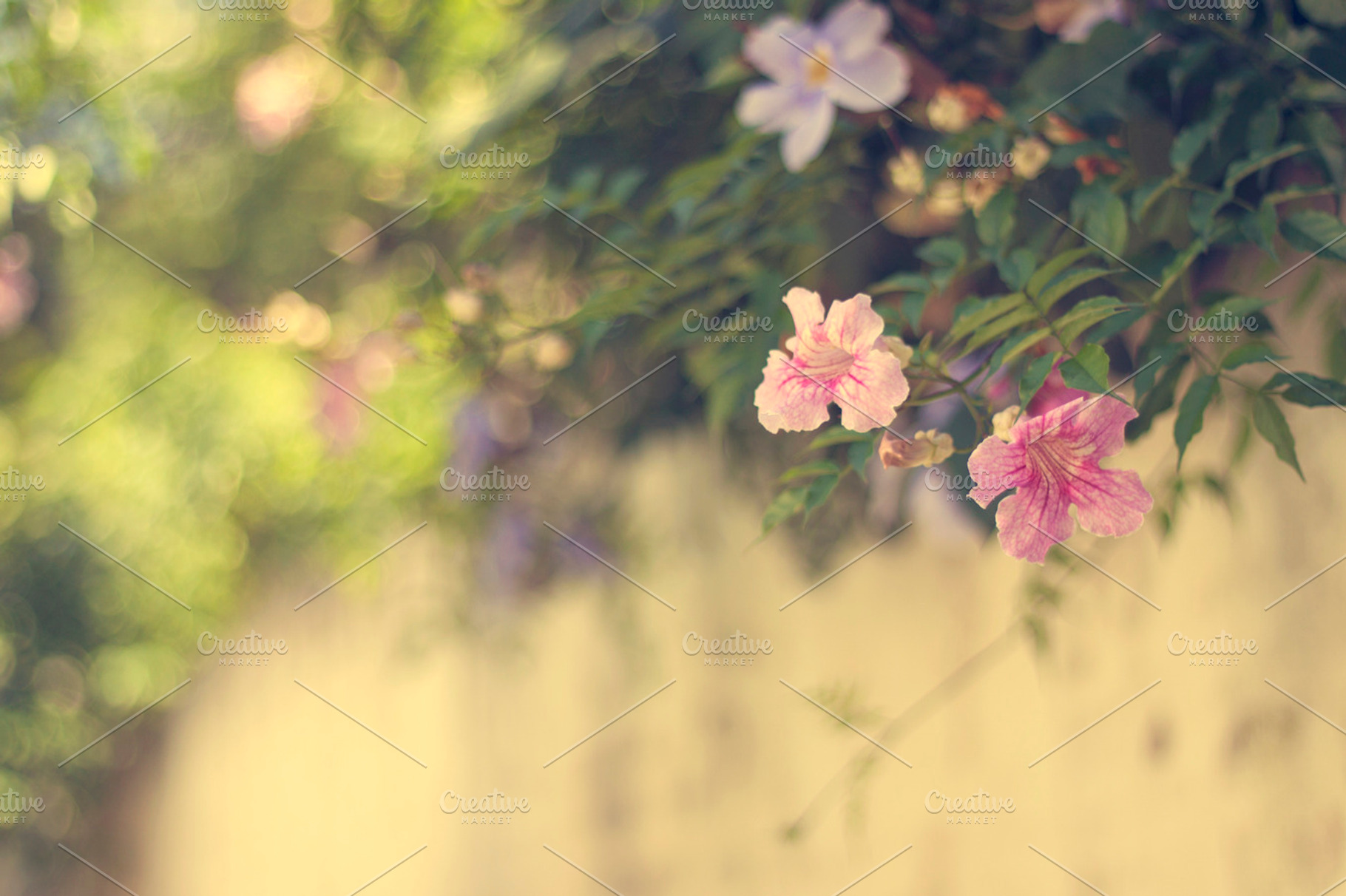Spring Ii Stock Photograph