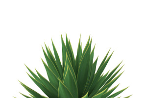 Agave