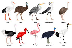 Big Set Of Different Birds