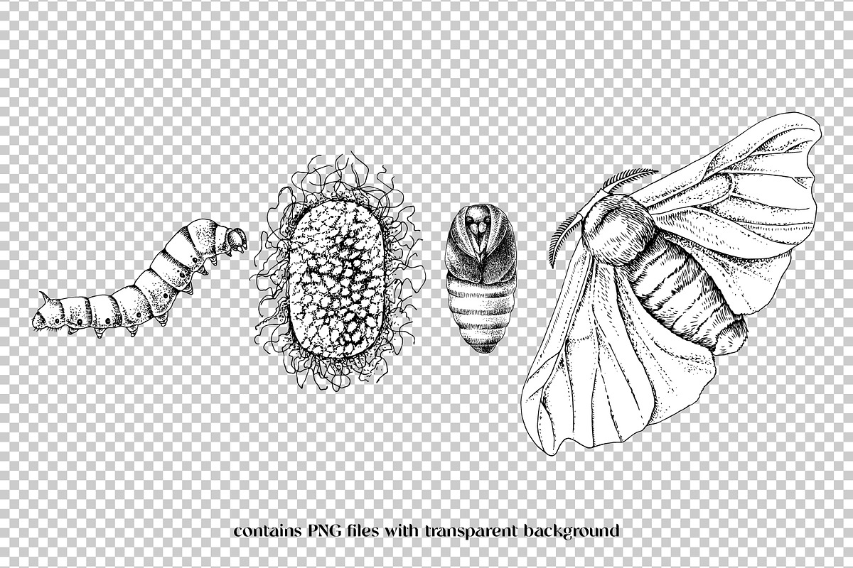 Silk moth metamorphosis, an Animal Illustration by handsketched (Photo 7 of 8)