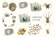 Spider Life Cycle Clip Arts & Print, an Illustration by Tati Bordiu (Thumbnail 1 of 4)