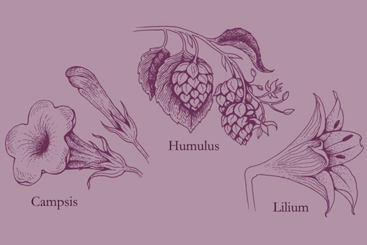 8 hand drawn flowers and herbs preview 3