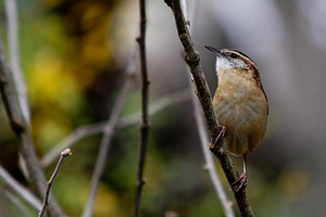 Carolina Wren