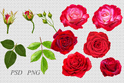 Collection of red roses, an Illustration by SokolovaSv (Thumbnail 2 of 4)