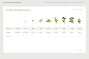 BBCH Growth Stages Cucurbits, a Presentation Template by Ilia Design (Thumbnail 2 of 6)