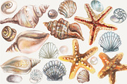 Watercolor Seashels, an Illustration by ARSCOR (Thumbnail 4 of 5)