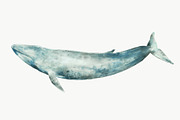 Watercolor Blue Whale Clipart, an Animal Illustration by Kolorata Art (Thumbnail 1 of 3)