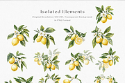Sicilian Lemon - Watercolor clipart, a Decorative Illustration by ThaismotaCreativeCo (Thumbnail 8 of 9)