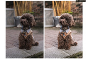 World of Pets Dogs Lightroom Presets, a Preset Add-On by HappyNews (Thumbnail 6 of 7)