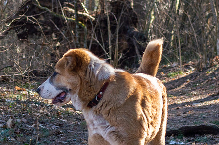 Central Asian sheepdog, Asian Shepherd puppie in the forest, an Animal Photo by MDBildes