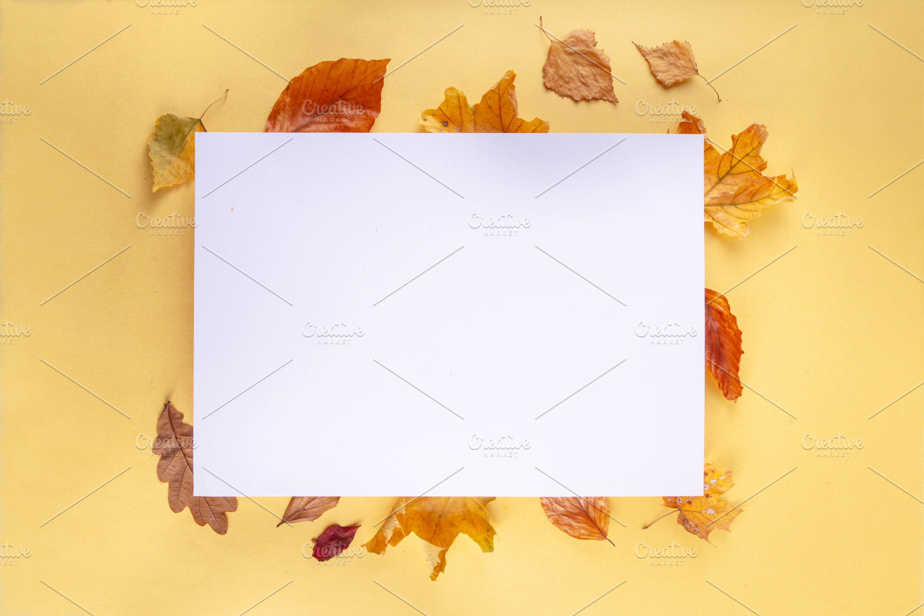 Empty blank card with fall leaves, a Holiday Photo by Rimma