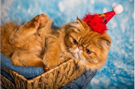 Angry cat in red Santa Claus hat on, an Animal Photo by COLORFUL
