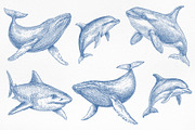 Vintage Marine Life Illustration Set, an Animal Illustration by NatalieArtShop (Thumbnail 4 of 20)