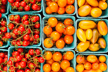 Colorful tomatoes at the farm stock photo containing autumn and fall