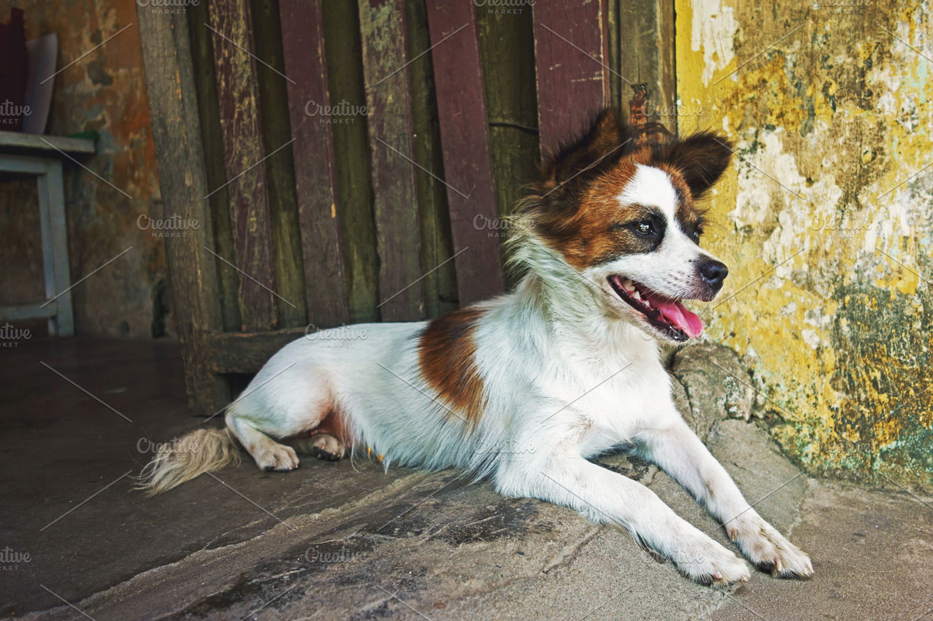 Cute Dog Stock Photo Containing Dog And Puppy
