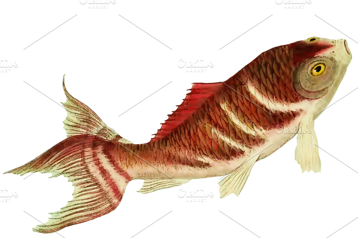 Japanese Koi Images, a Graphic by Digital Vintage (Photo 4 of 7)