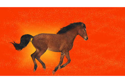 horse runs among the flying sand on, an Animal Photo by Pakosta