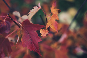 Close Look at Fall Maple Leaves