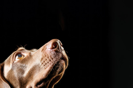 Close up of a dog looking up