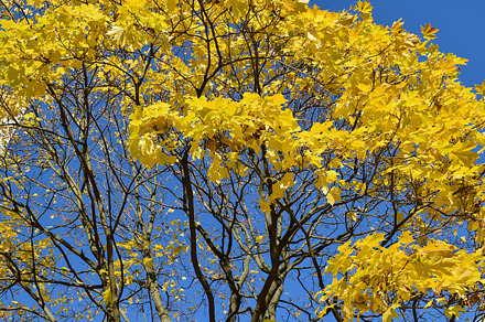 Autumn maple tree stock photo containing autumn and autumn leaves, a Nature Photo by Sisika