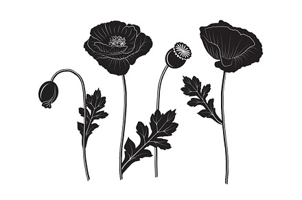 Set of poppy silhouettes