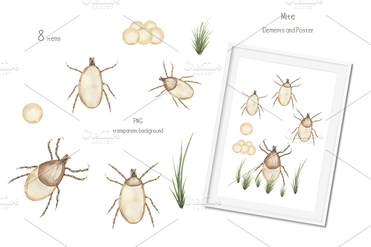 Watercolor Insects Life Cycle, an Education Illustration by MayaNavits (Photo 11 of 18)