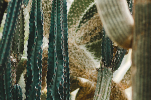 Minimalist Cactus Plant Portrait, a Nature Photo by René Jordaan Photography