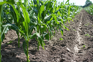 Close up on a green corn crops, a Nature Photo by MistyDay
