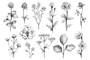 Wild flora. Drawings and patterns, a Pattern Graphic by Sundra (Thumbnail 6 of 12)