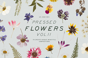 Pressed Dry Flowers &amp; Herbs Vol.2