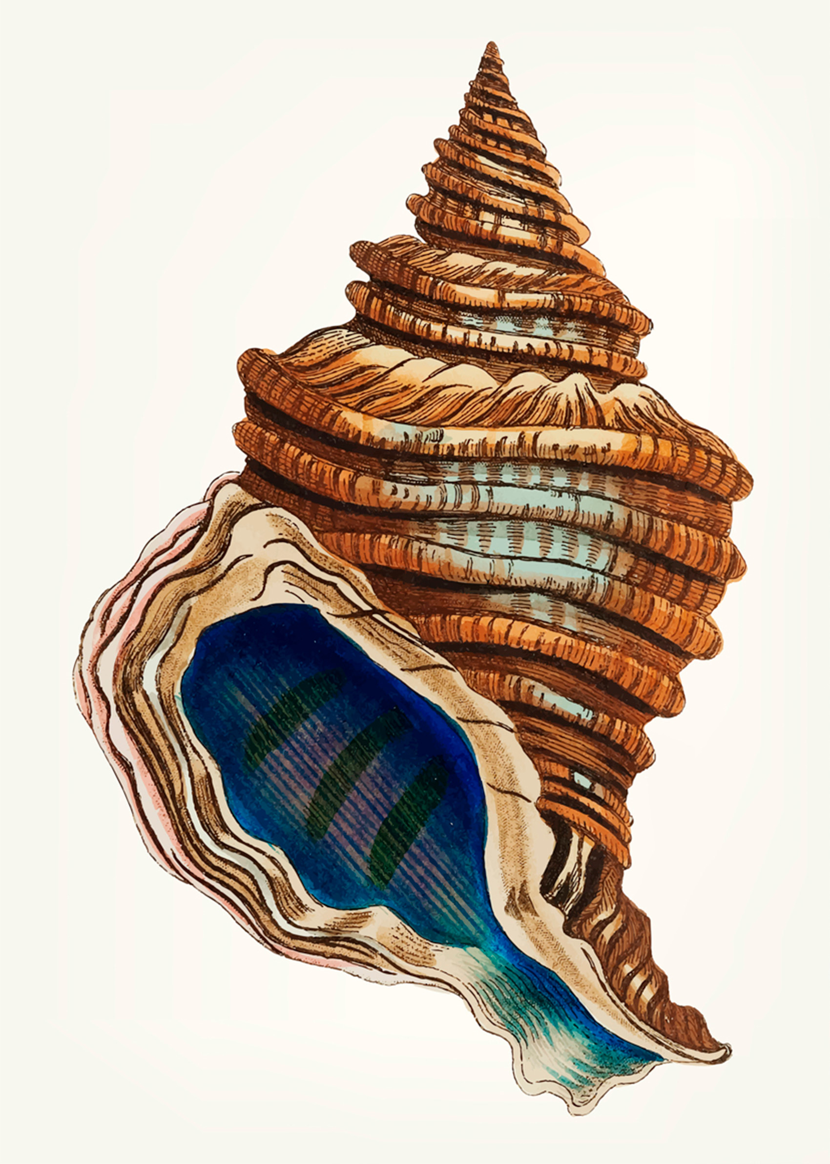 Hand drawn conch shell, an Animal Illustration by rawpixel