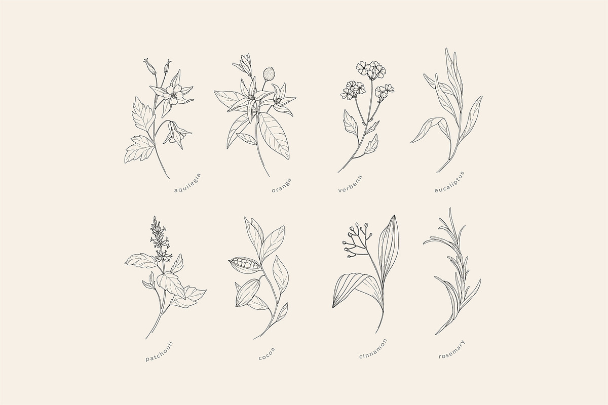 Cosmetic herbs, a Decorative Illustration by Merfin (Photo 5 of 6)