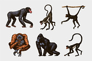 Monkey set. Chimpanzee and gorilla., an Animal Illustration by Arthur Balitskiy (Thumbnail 5 of 5)