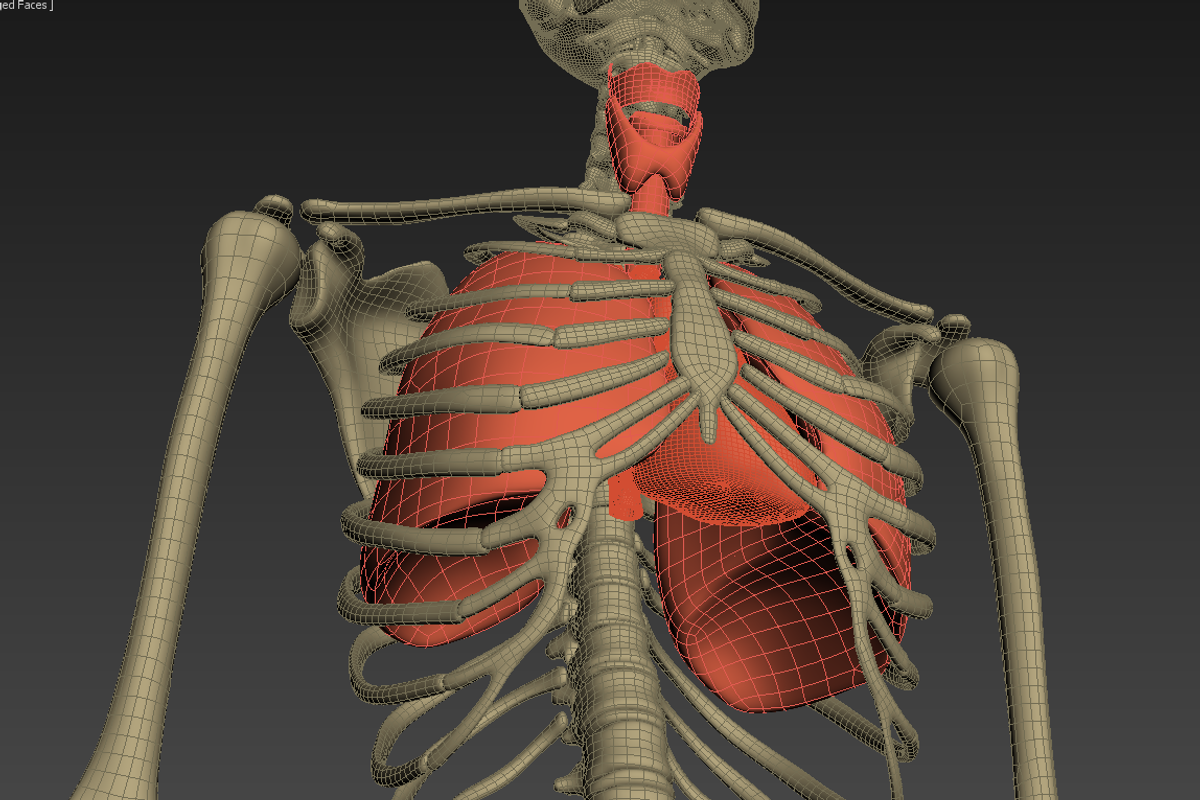 Animated internal organs, skeleton, a Characters & Person 3D Model by konstantin.ermolaev (Photo 27 of 29)