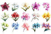 Delicate Orchid Flower Clipart, an Illustration by Daily.Designs (Thumbnail 3 of 4)