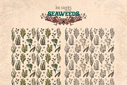 Seaweeds, an Object Illustration by Ink Stories (Thumbnail 24 of 24)