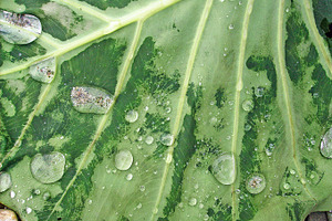 Drops on leaf containing picture, photo, and image