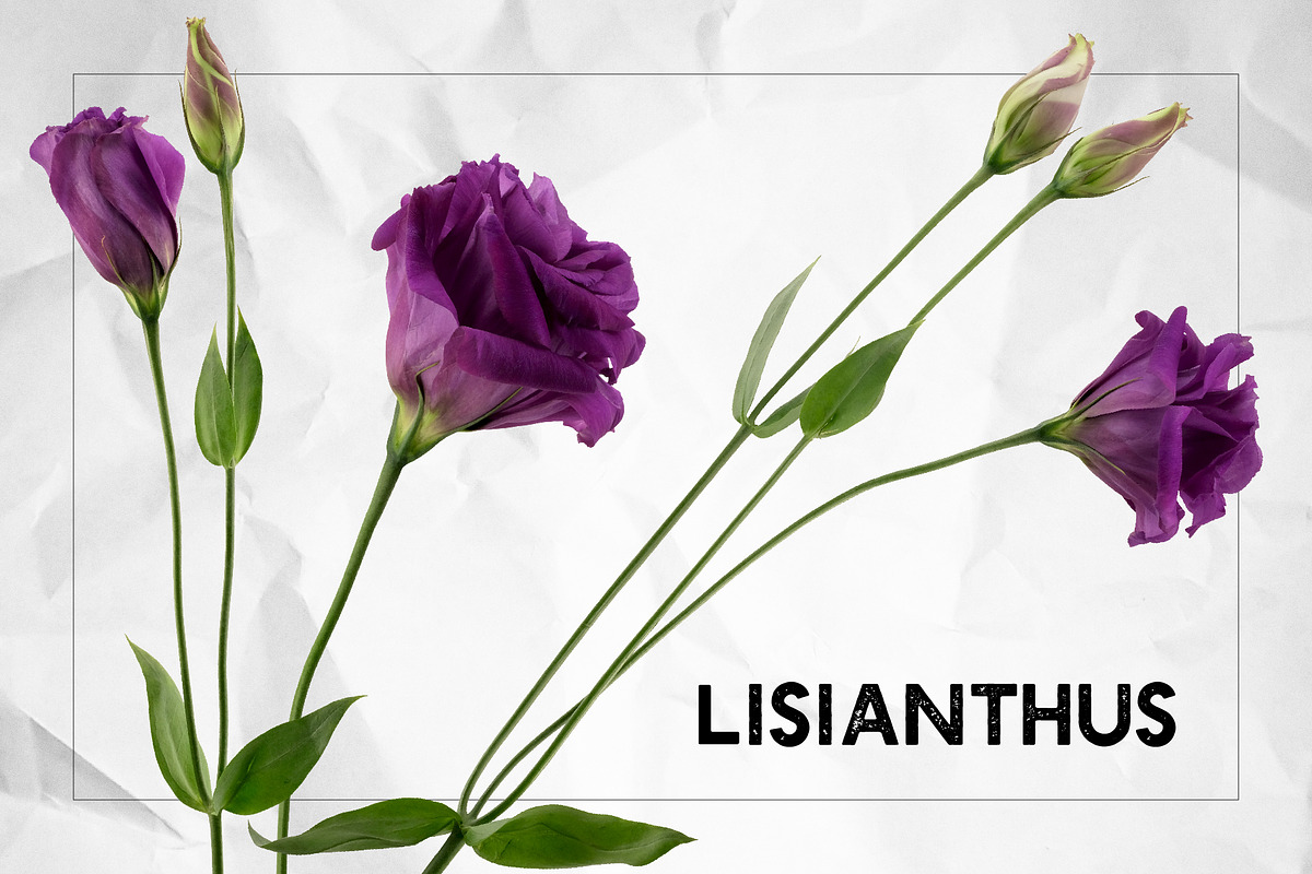 Lisianthus Blooms Realistic Flowers, an Object Graphic by Turning Moss (Photo 4 of 8)