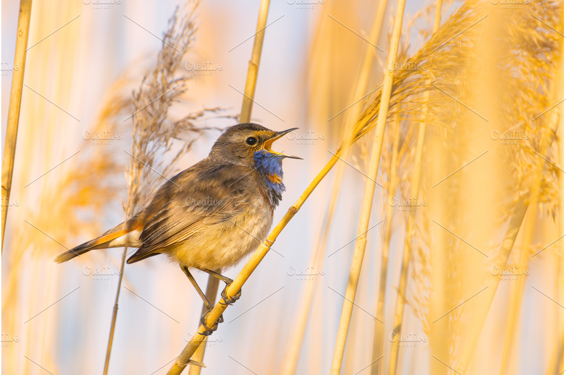 Beautiful Songbird Bluethroat, an Animal Photo by Pakosta