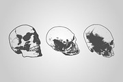 Skull Designs (Vector), an Object Graphic by BIOWORKZ (Thumbnail 3 of 5)