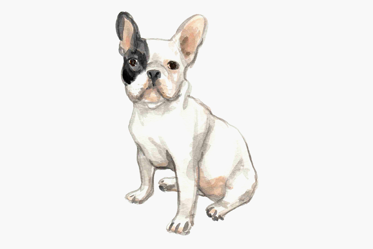 Black and White French Bulldogs, an Animal Illustration by Carol Cooper Studios (Photo 4 of 5)